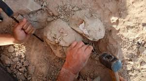 El descubrimiento se realizó cerca de General Roca, en un yacimiento reconocido por su riqueza paleontológica