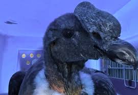 condor juvenir walaq